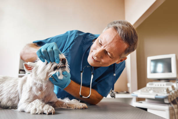 Best Emergency Dental Care for Broken or Chipped Teeth in Rossmoyne, OH